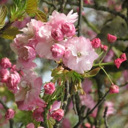 Japanese Flowering Cherries, Prunus pendula, Prunus sargentii, Prunus serrulata, Prunus x yedoensis, Prunus x subhirtella, Spring clowers, Cherry blossoms